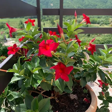 Apartmaji Klabjan - Kaki *