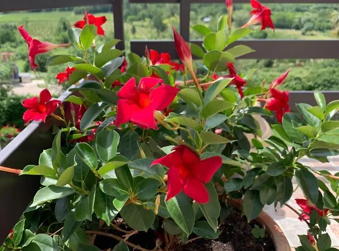 Apartmaji Klabjan - Kaki *